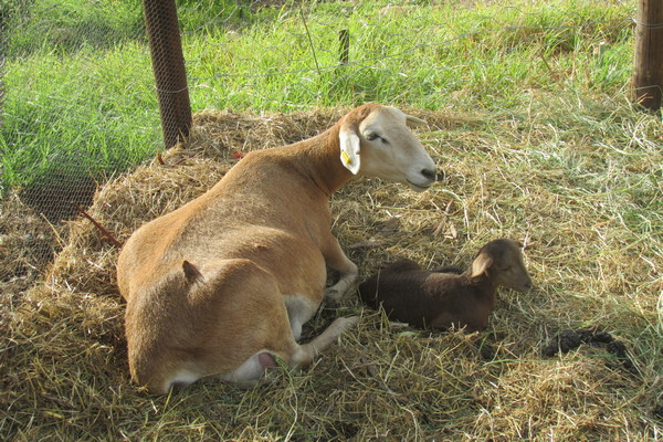 Sheep and lamb