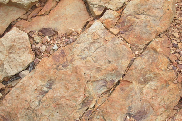 interesting fossils