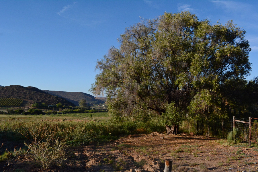The old wild olive