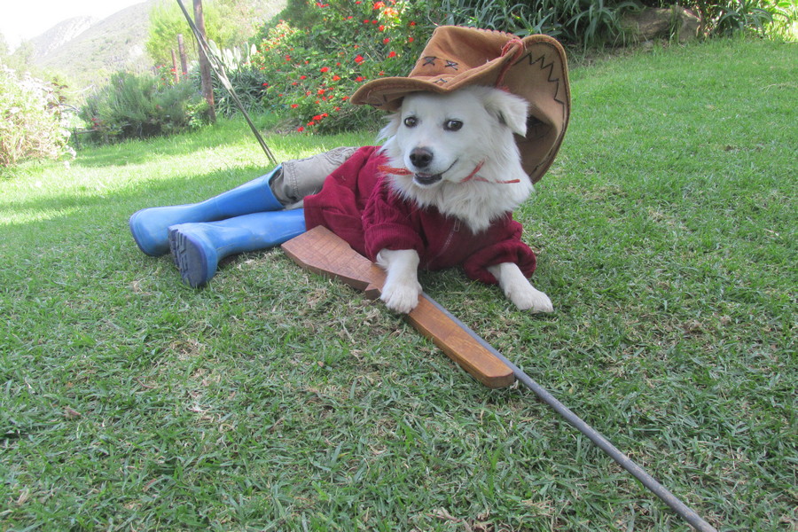 Cowboy Curly