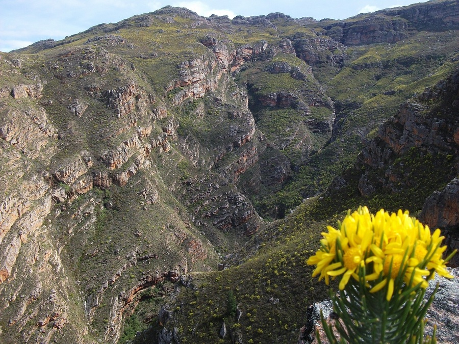 flowers 3