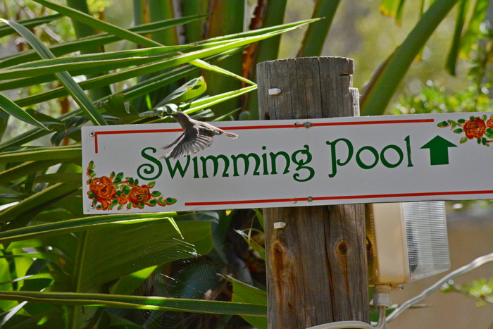 swimming pool sign smaller