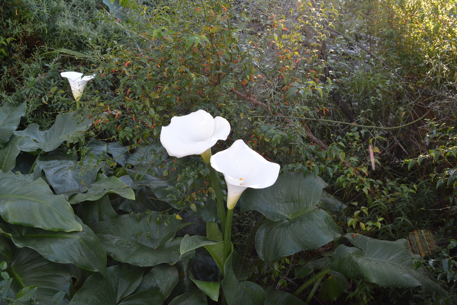 arum