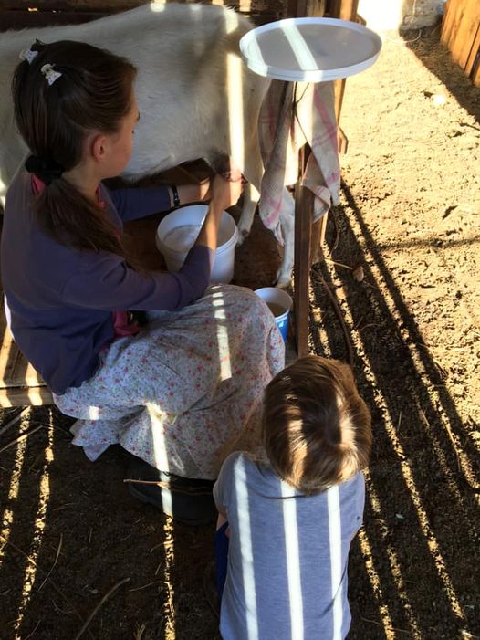 Milking a goat