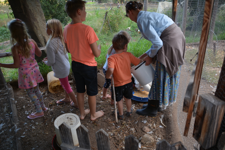 Feeding Chickens