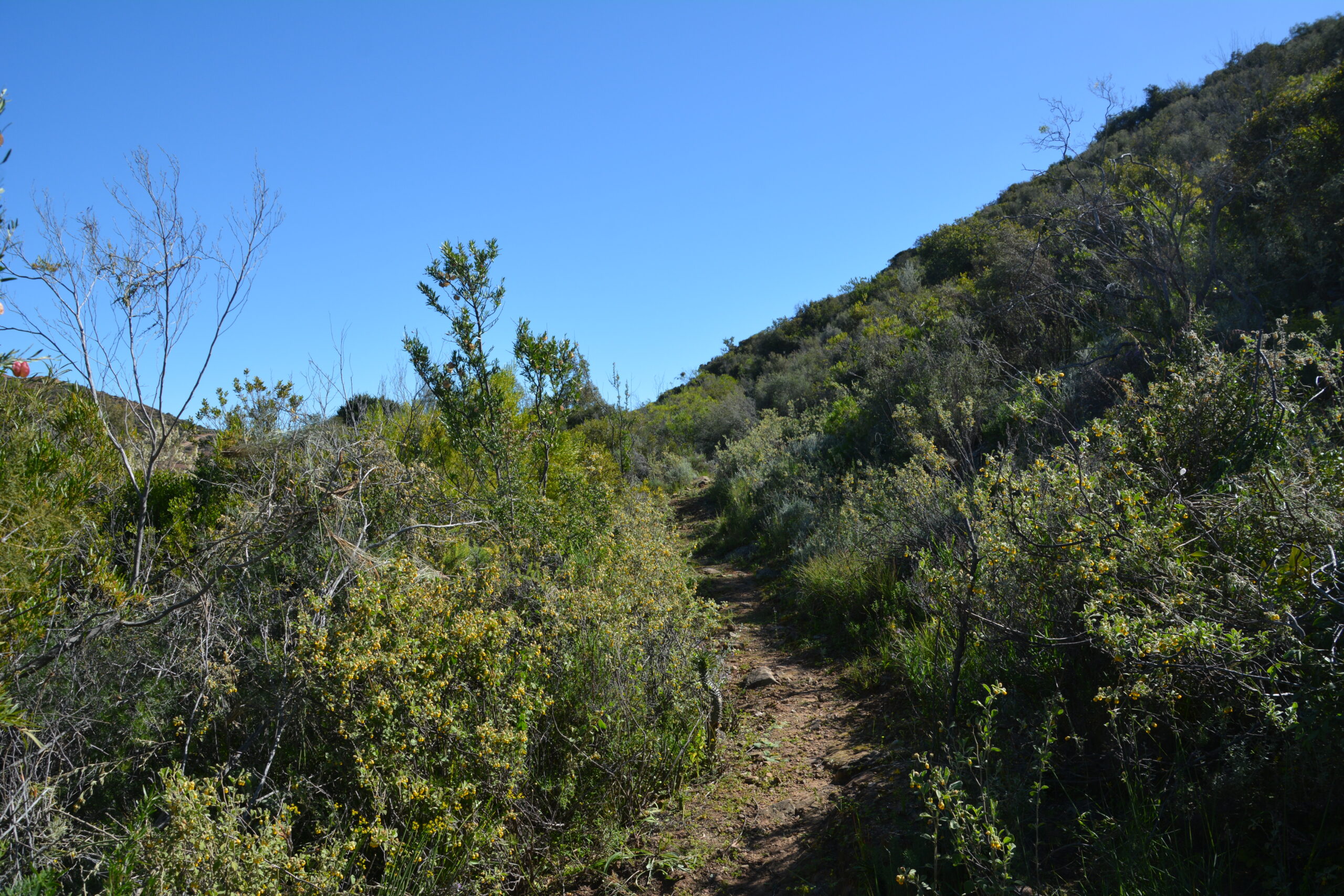 Trail