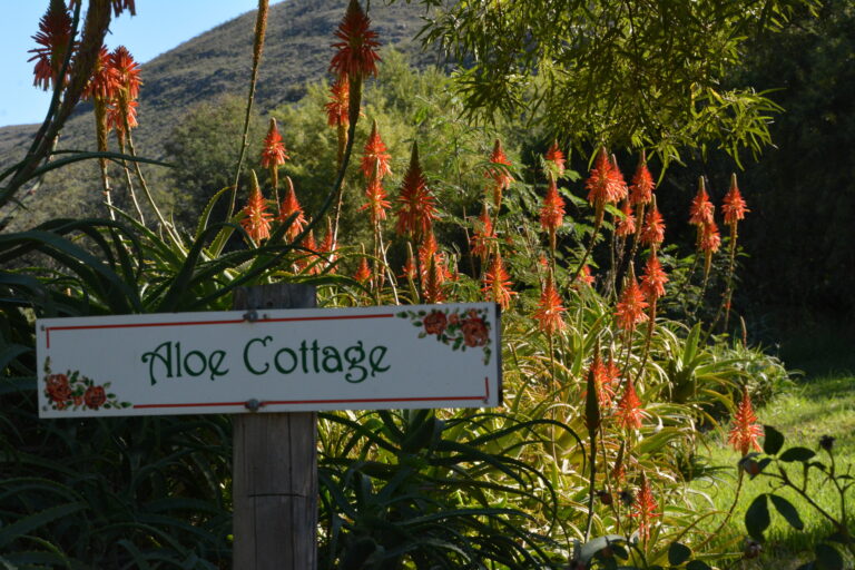 Aloe Sign 2000x1333