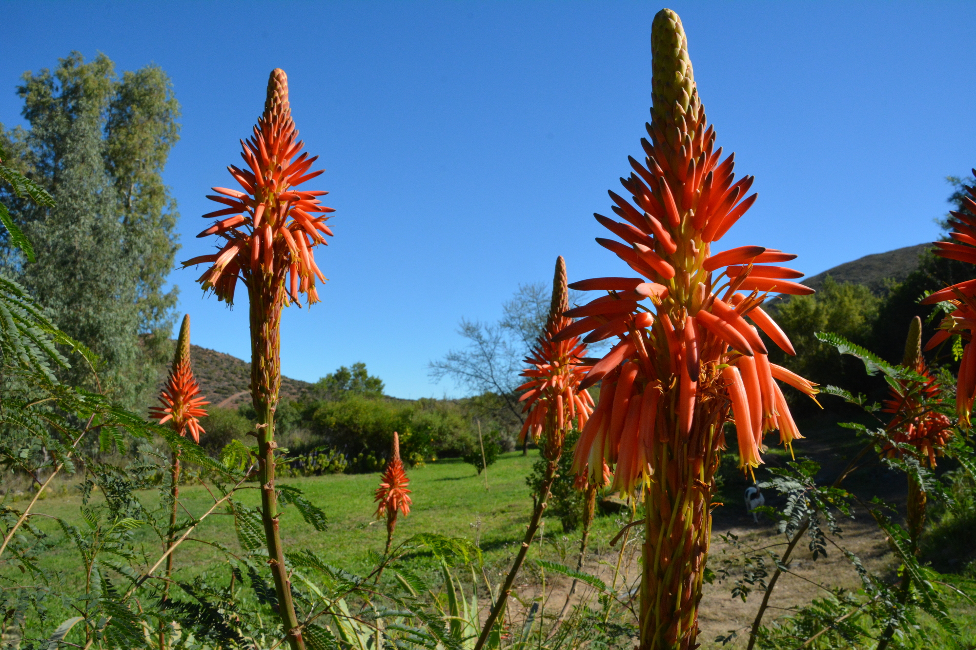 Aloes 2000x1333