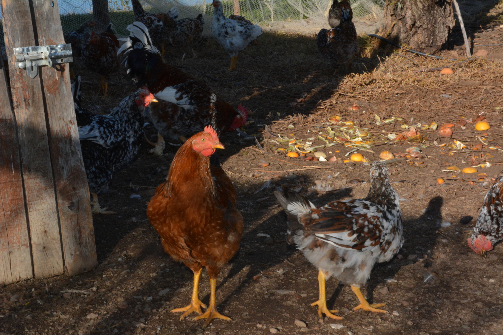 Chickens A 2000x1333