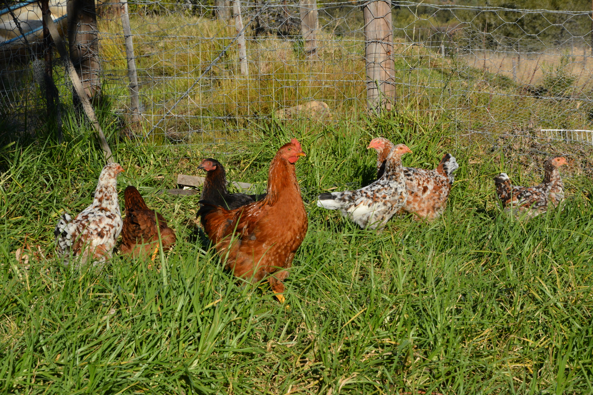 Chickens B 2000x1333