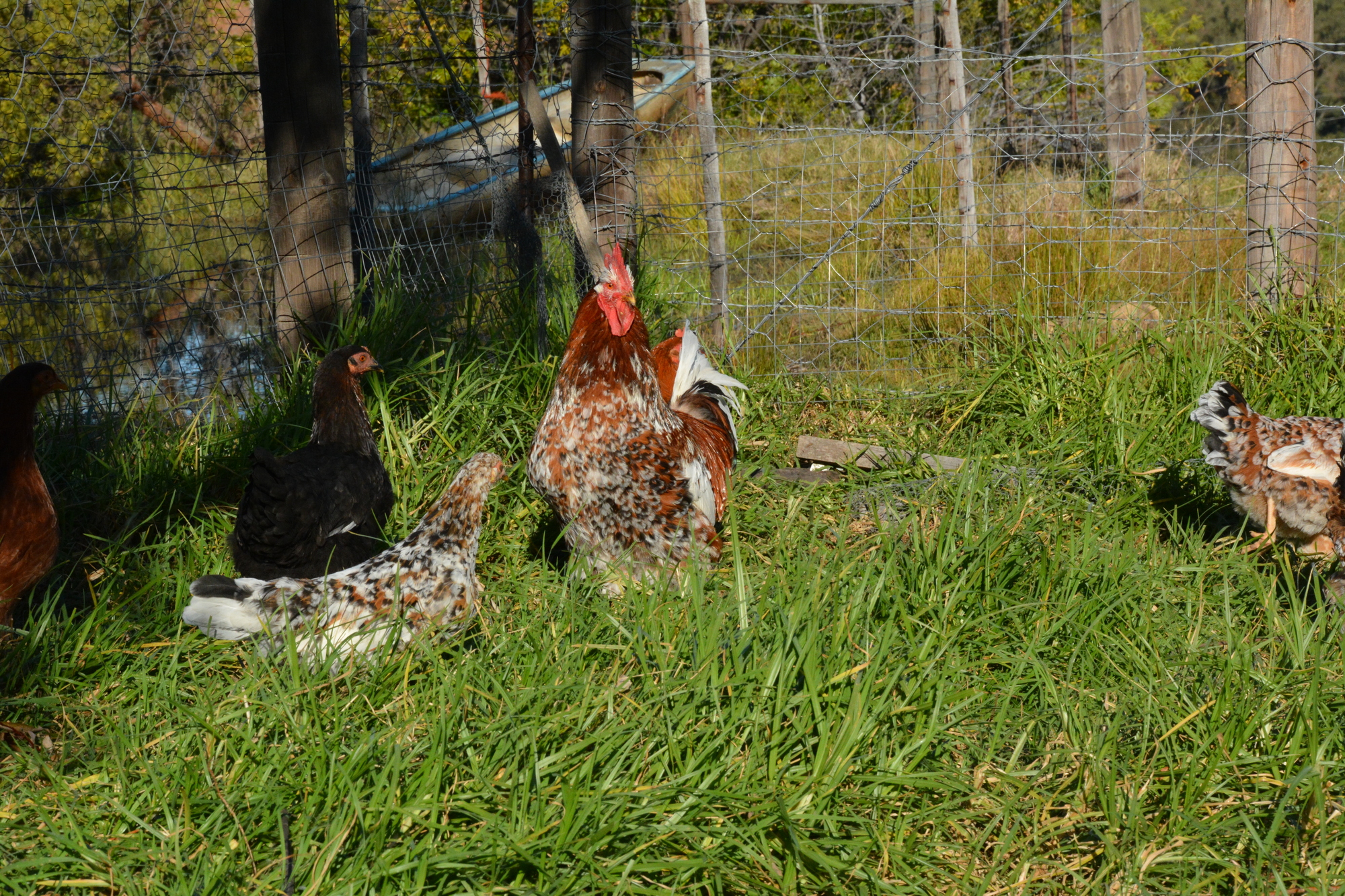 Chickens C 2000x1333