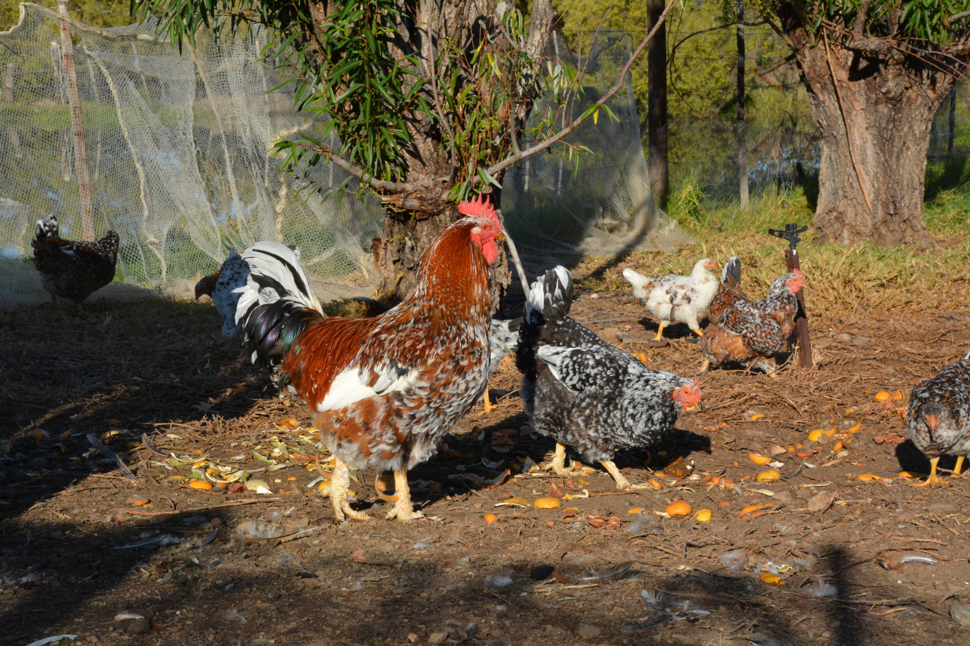 Chickens E 2000x1333