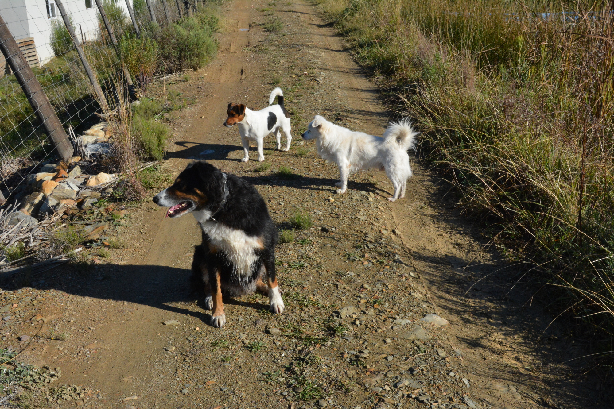 Dogs 2000x1333