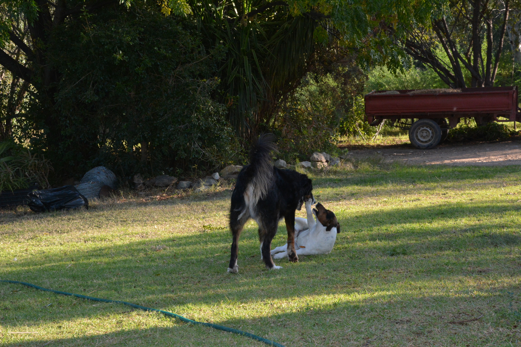 Dogs A 2000x1333