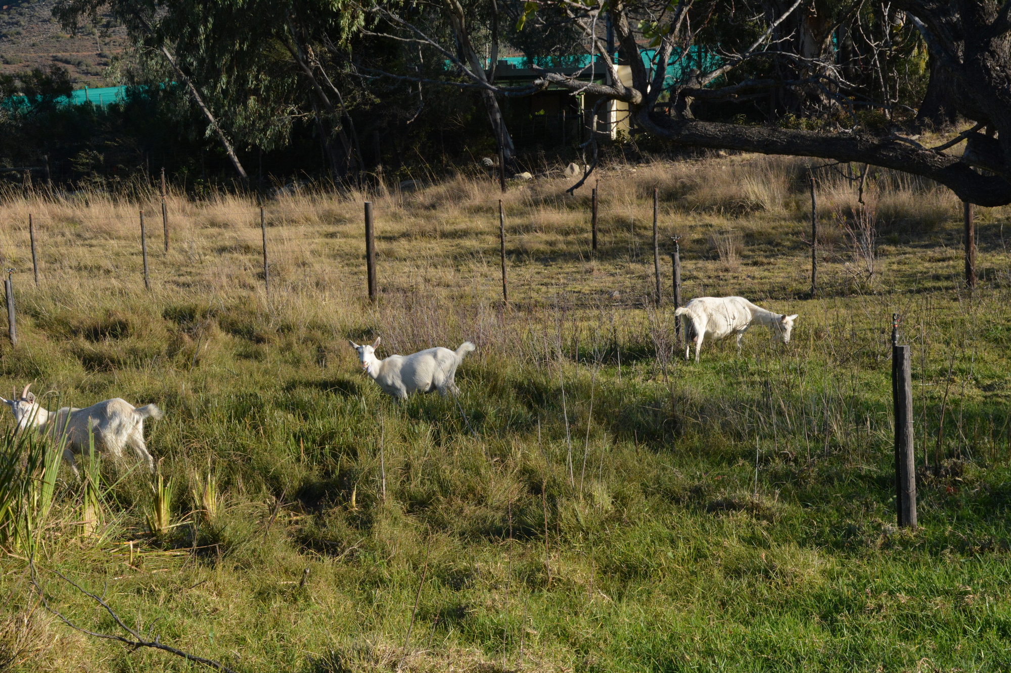 Goats A 2000x1333