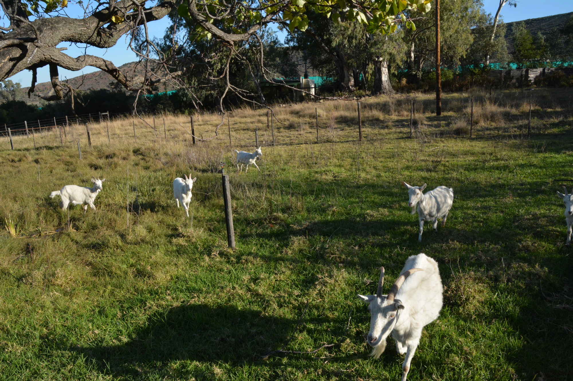 Goats B 2000x1333