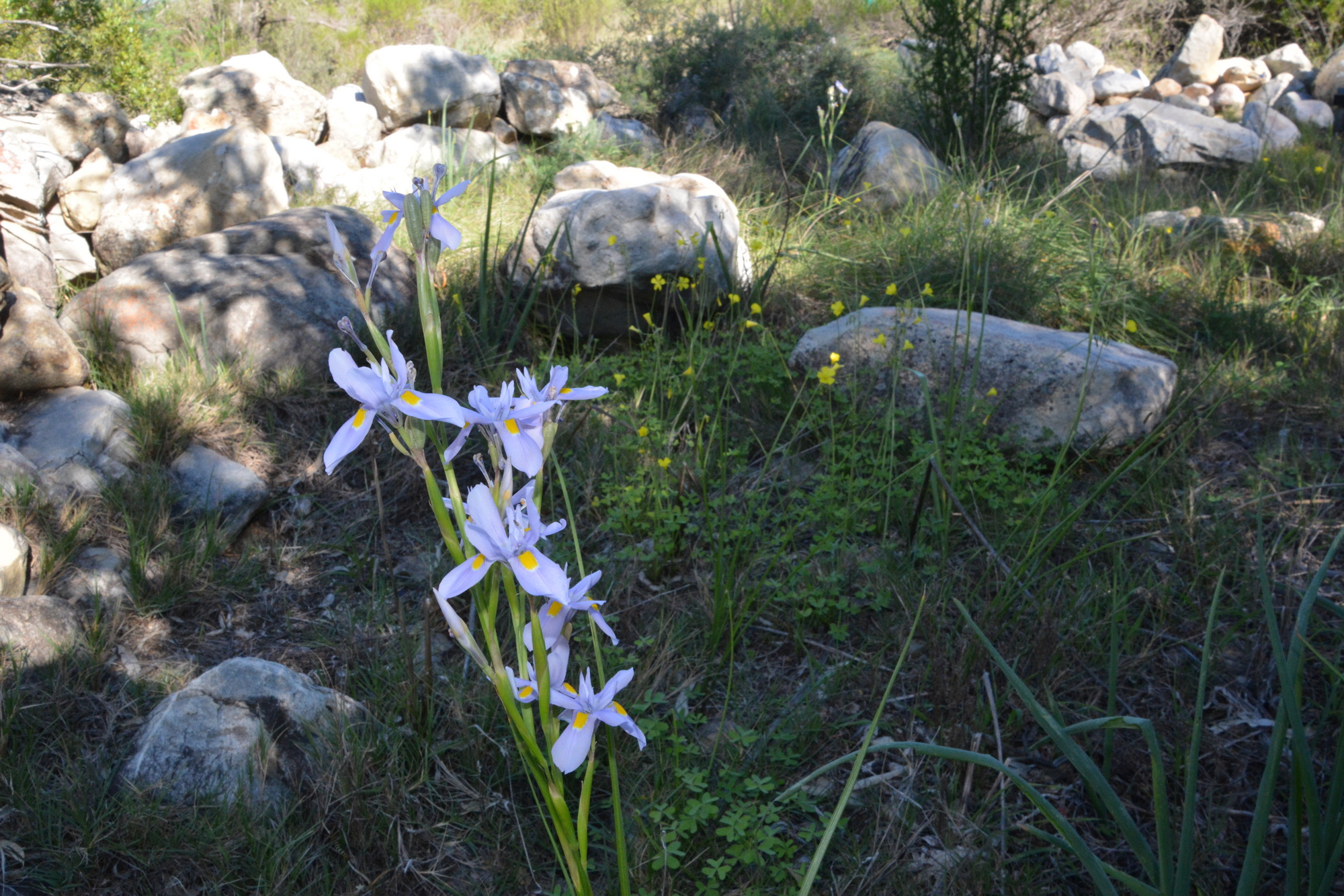 Iris Flower 2000x1333